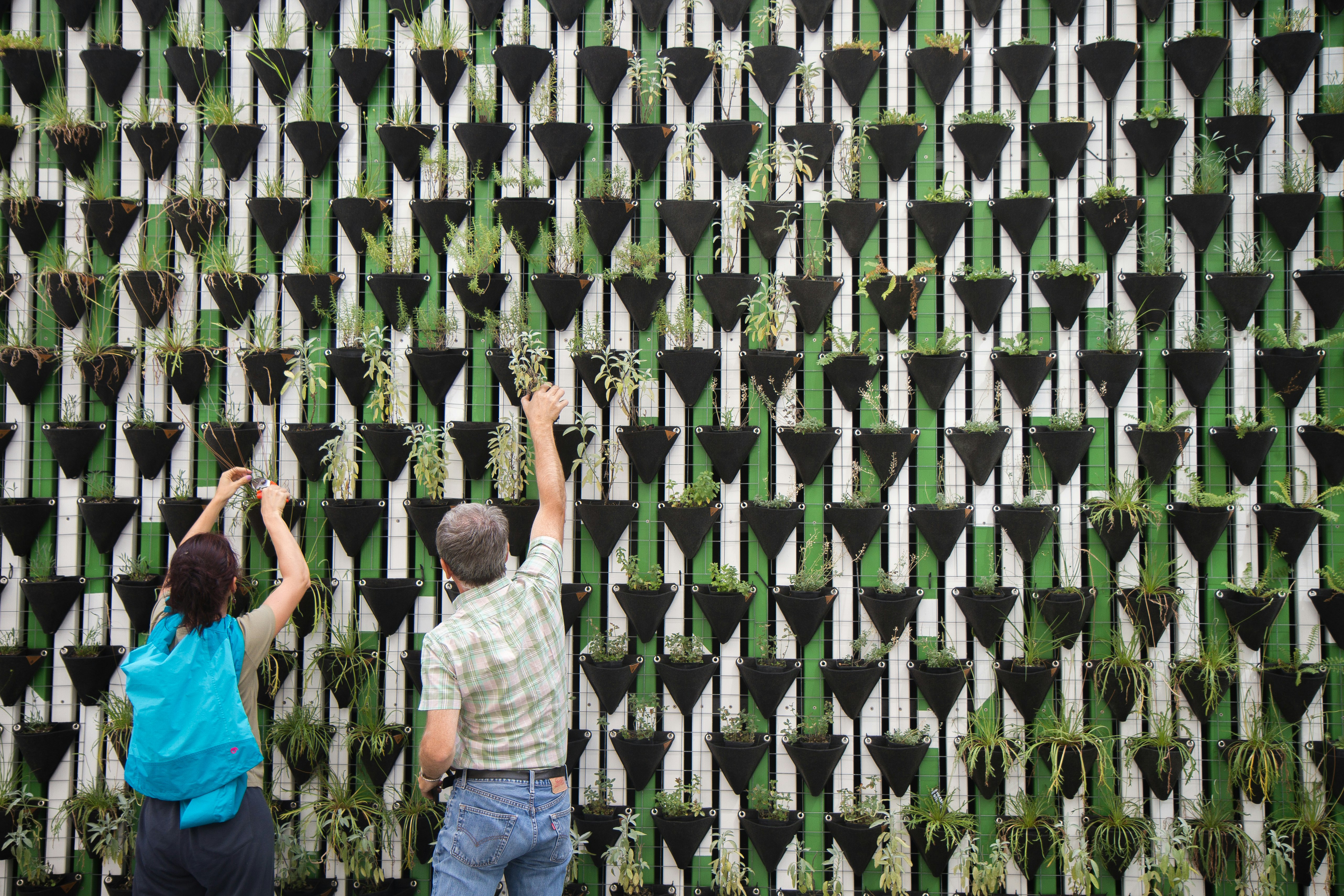 person planting on hanged pots